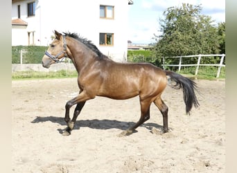 Andra varmblod, Hingst, 2 år, 170 cm, Gulbrun