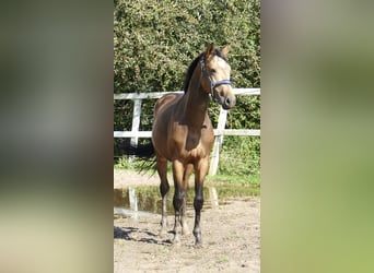 Andra varmblod, Hingst, 2 år, 170 cm, Gulbrun