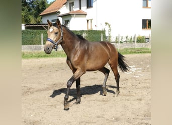 Andra varmblod, Hingst, 2 år, 170 cm, Gulbrun