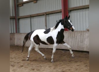 Andra varmblod, Hingst, 2 år, 170 cm, Pinto