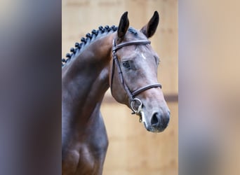 Weitere Warmblüter, Hengst, 3 Jahre, 165 cm, Brauner