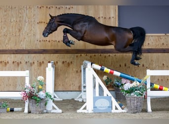 Weitere Warmblüter, Hengst, 3 Jahre, 165 cm, Brauner