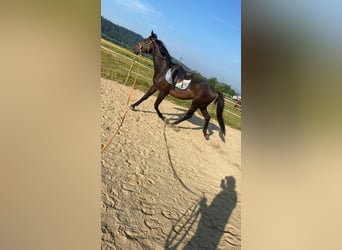 Andra varmblod, Hingst, 3 år, 172 cm, Mörkbrun