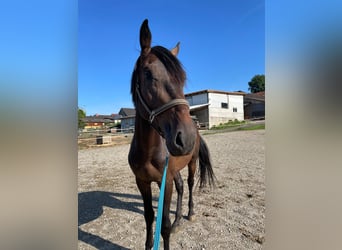 Andra varmblod, Hingst, 3 år, 172 cm, Mörkbrun