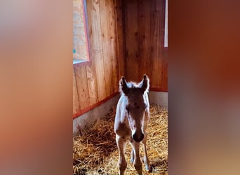 Andra varmblod, Hingst, Föl (03/2024), 163 cm, Black