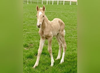 Weitere Warmblüter, Hengst, Fohlen (03/2024), 167 cm, Palomino