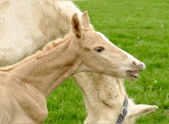 Weitere Warmblüter, Hengst, Fohlen (03/2024), 167 cm, Palomino