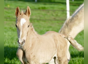 Weitere Warmblüter, Hengst, Fohlen (03/2024), 167 cm, Palomino