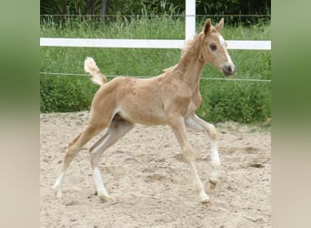 Weitere Warmblüter, Hengst, Fohlen (03/2024), 167 cm, Palomino