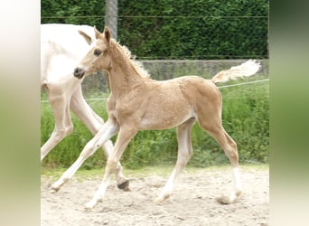 Weitere Warmblüter, Hengst, Fohlen (03/2024), 167 cm, Palomino