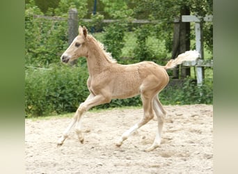 Weitere Warmblüter, Hengst, Fohlen (03/2024), 167 cm, Palomino