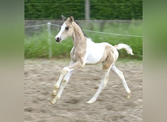 Andra varmblod, Hingst, Föl (04/2024), 168 cm, Pinto