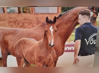 Andra varmblod, Hingst, Föl (04/2024), 170 cm, Brun