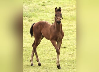 Andra varmblod, Hingst, Föl (05/2024), Brun