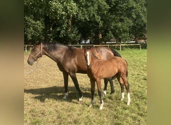 Andra varmblod, Hingst, Föl (03/2024), Brun