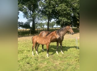 Andra varmblod, Hingst, Föl (03/2024), Brun