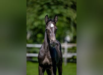 Weitere Warmblüter, Hengst, Fohlen (06/2024), Dunkelbrauner