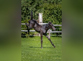 Weitere Warmblüter, Hengst, Fohlen (06/2024), Dunkelbrauner