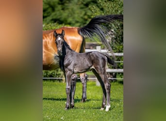 Weitere Warmblüter, Hengst, Fohlen (06/2024), Dunkelbrauner