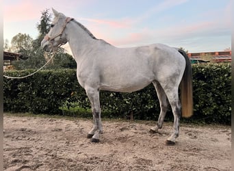 Andra varmblod, Sto, 10 år, Grå