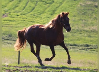 Weitere Warmblüter, Stute, 11 Jahre, 156 cm, Dunkelfuchs