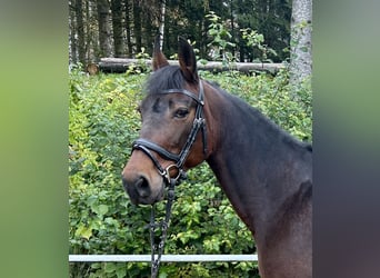 Weitere Warmblüter, Stute, 11 Jahre, 163 cm, Dunkelbrauner