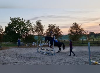 Andra varmblod, Sto, 15 år, 170 cm, Rökfärgad svart