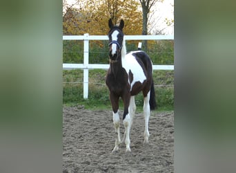 Andra varmblod, Sto, 1 år, 168 cm, Pinto