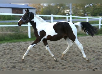 Andra varmblod, Sto, 1 år, 168 cm, Pinto