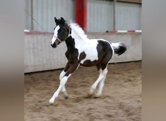 Andra varmblod, Sto, 1 år, 168 cm, Pinto