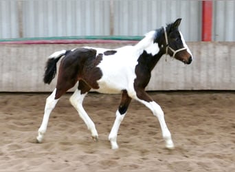 Andra varmblod, Sto, 1 år, 168 cm, Pinto