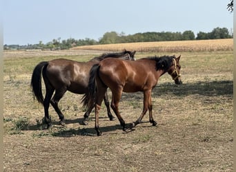 Andra varmblod Blandning, Sto, 1 år, 170 cm, Brun