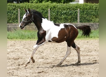 Andra varmblod, Sto, 1 år, 172 cm, Pinto