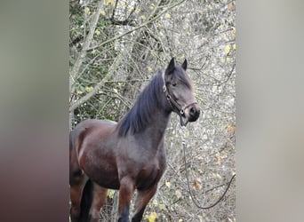 Andra varmblod, Sto, 2 år, 158 cm, Mörkbrun