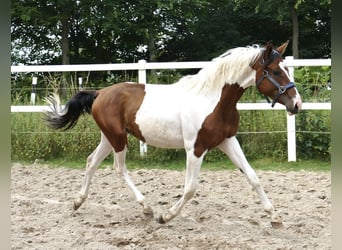 Andra varmblod, Sto, 2 år, 168 cm, Pinto