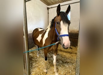 Andra varmblod Blandning, Sto, 3 år, 157 cm, Pinto