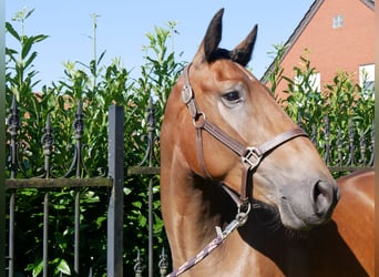 Andra varmblod, Sto, 3 år, 158 cm