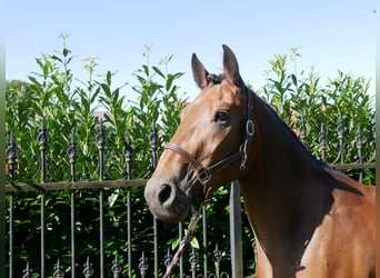 Andra varmblod, Sto, 3 år, 158 cm