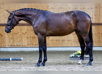 Andra varmblod, Sto, 3 år, 165 cm, Brun