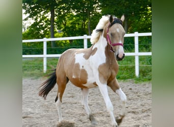 Andra varmblod, Sto, 3 år, 166 cm, Pinto