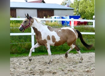 Andra varmblod, Sto, 3 år, 166 cm, Pinto