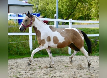 Weitere Warmblüter, Stute, 3 Jahre, 166 cm, Schecke