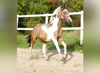 Andra varmblod, Sto, 3 år, 166 cm, Pinto