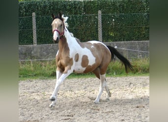 Andra varmblod, Sto, 3 år, 166 cm, Pinto