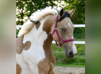 Weitere Warmblüter, Stute, 3 Jahre, 166 cm, Schecke