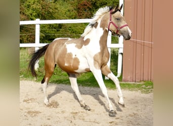 Andra varmblod, Sto, 3 år, 166 cm, Pinto