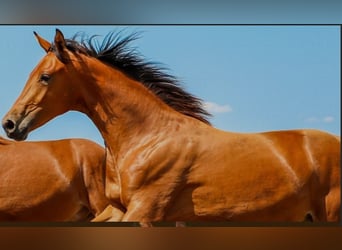 Weitere Warmblüter, Stute, 3 Jahre, 170 cm, Hellbrauner