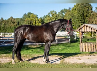 Andra varmblod, Sto, 3 år, 173 cm, Svart