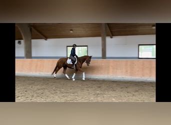 Andra varmblod, Sto, 4 år, 158 cm, fux