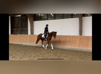 Andra varmblod, Sto, 4 år, 158 cm, fux
